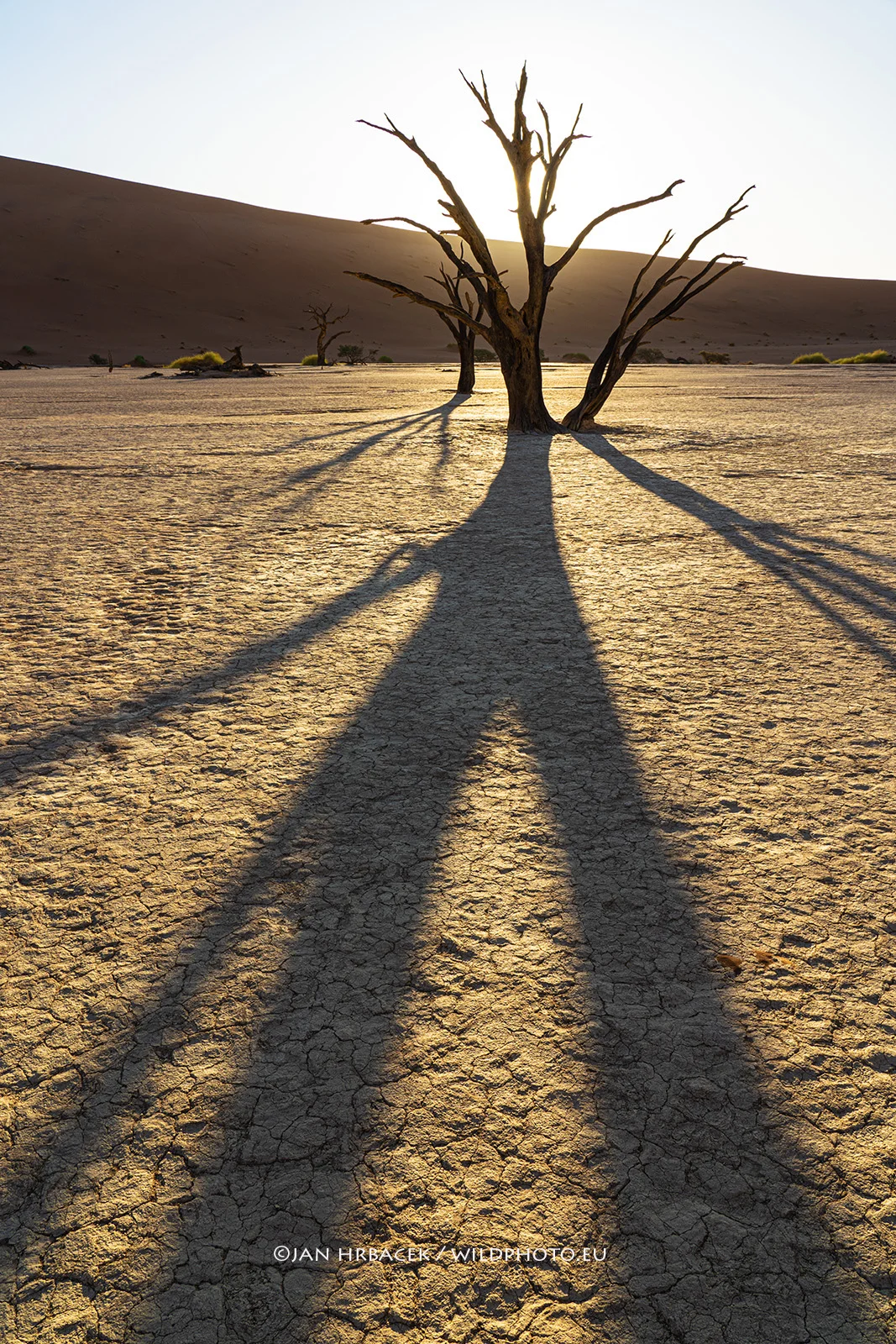 Dead Vlei, Namibie